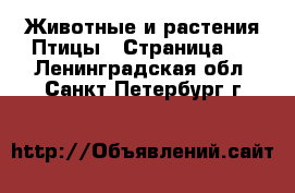 Животные и растения Птицы - Страница 2 . Ленинградская обл.,Санкт-Петербург г.